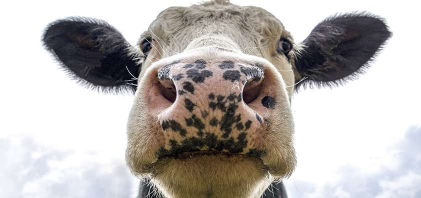 vaca louca e judaísmo