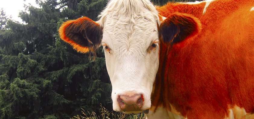 significado da vaca vermelha na Torá